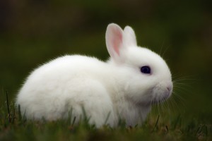 Little cute bunny is in the grass.